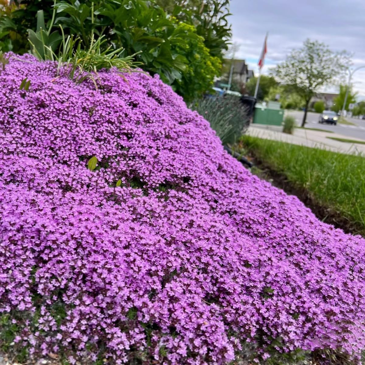 Creeping Thyme Thymus serpyllum for planting in herb garden