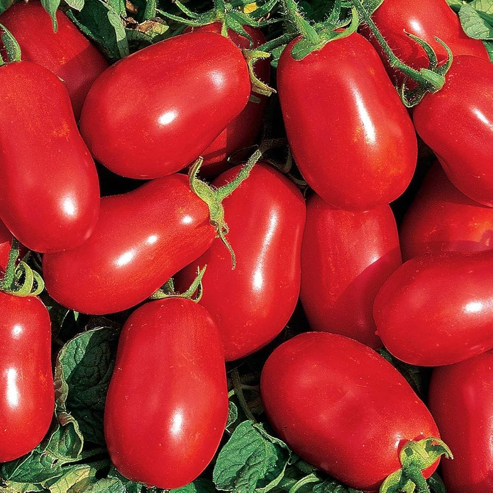 Roma VF Tomato for planting in home vegetable patch
