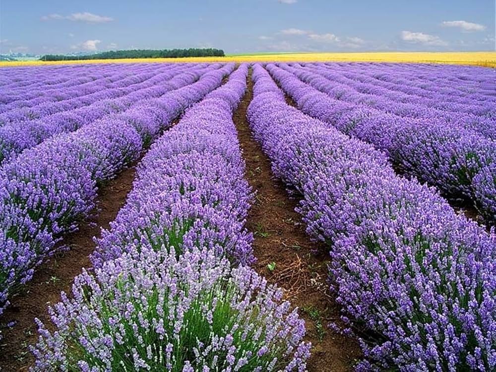 True Lavender Lavandula angustifolia for planting in herb garden