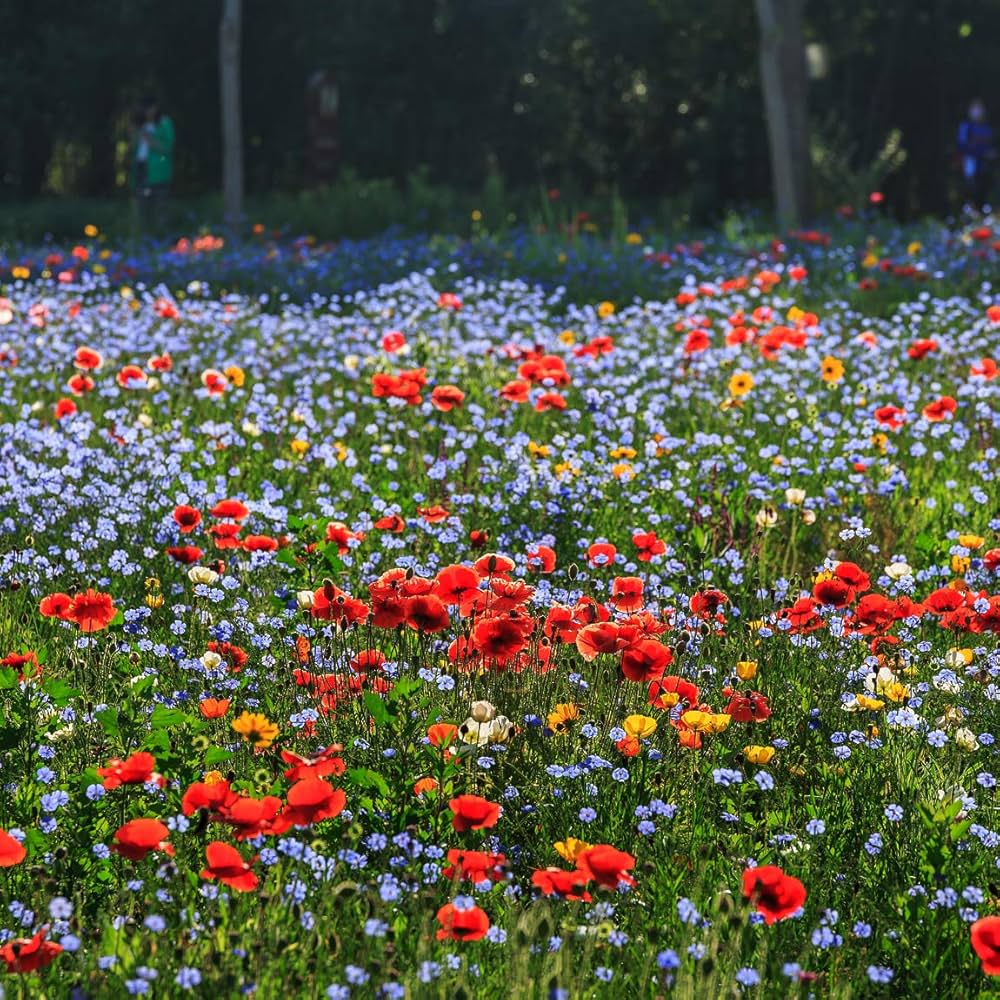 Low-Growing Easy Germination Wildflower Mix Seeds