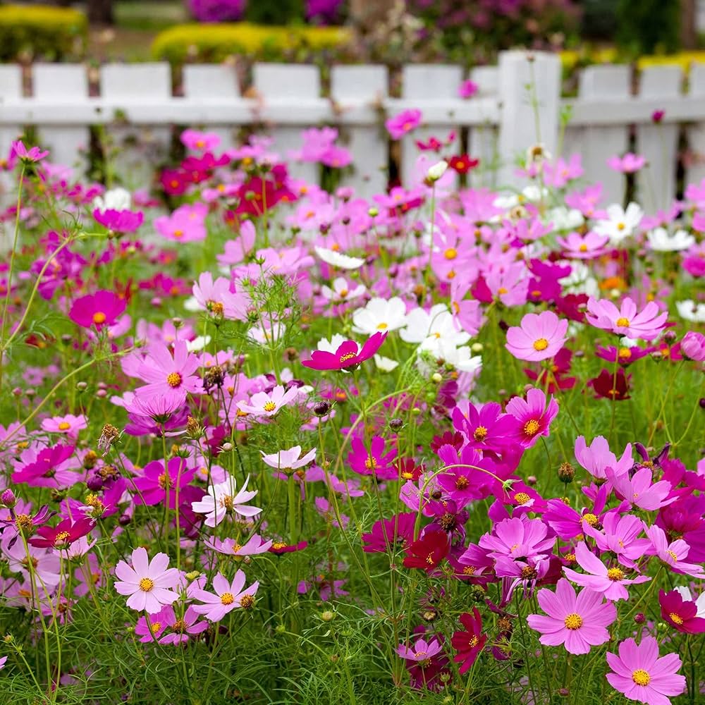 Cosmos Cosmos Bipinnatus for planting in flower bed