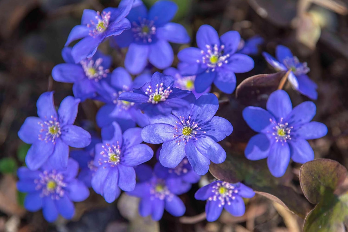 Hepatica Nobilis Flower seeds for Planting - Cut Flower Favorite, Heirloom & GMO Free Seeds for Home Garden
 
 Sale for planting in home garden