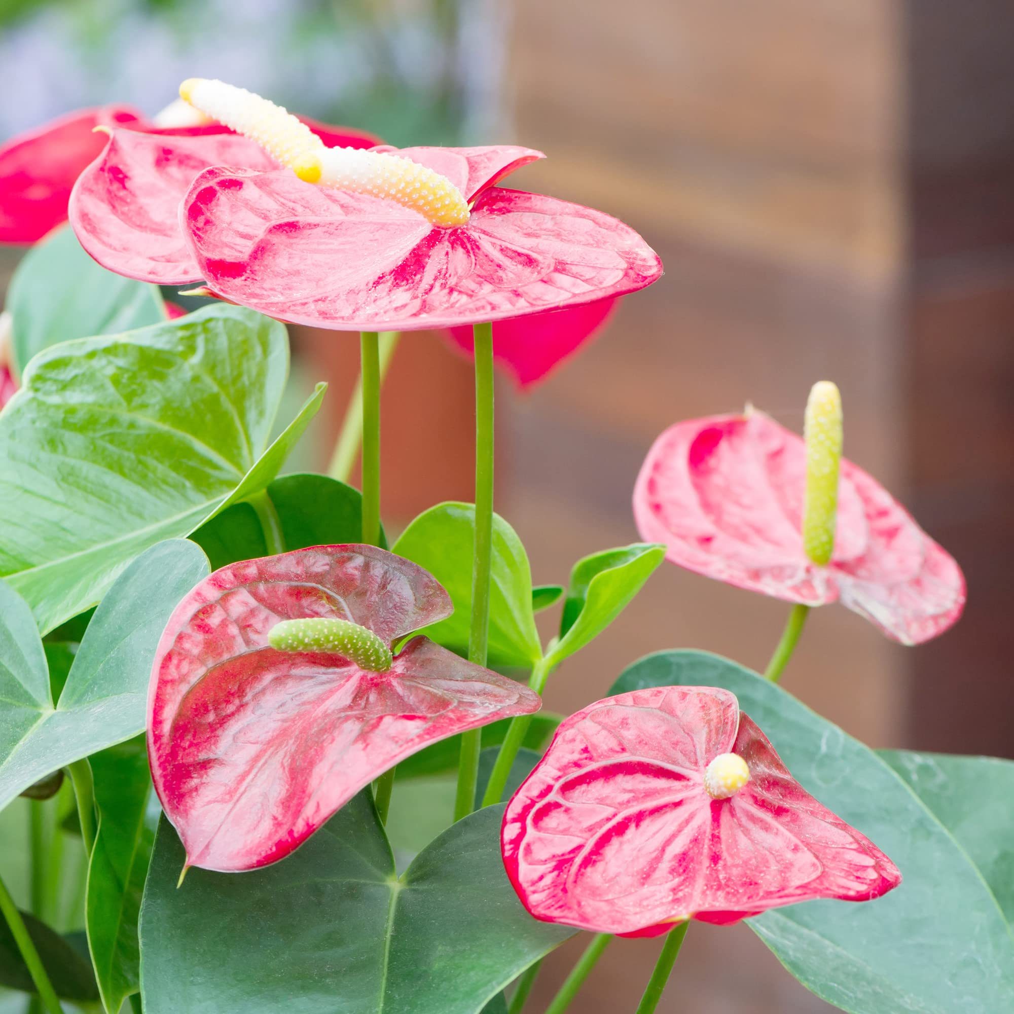 Anthurium Pink Flower Seeds For Planting - Soft Hue Blooms