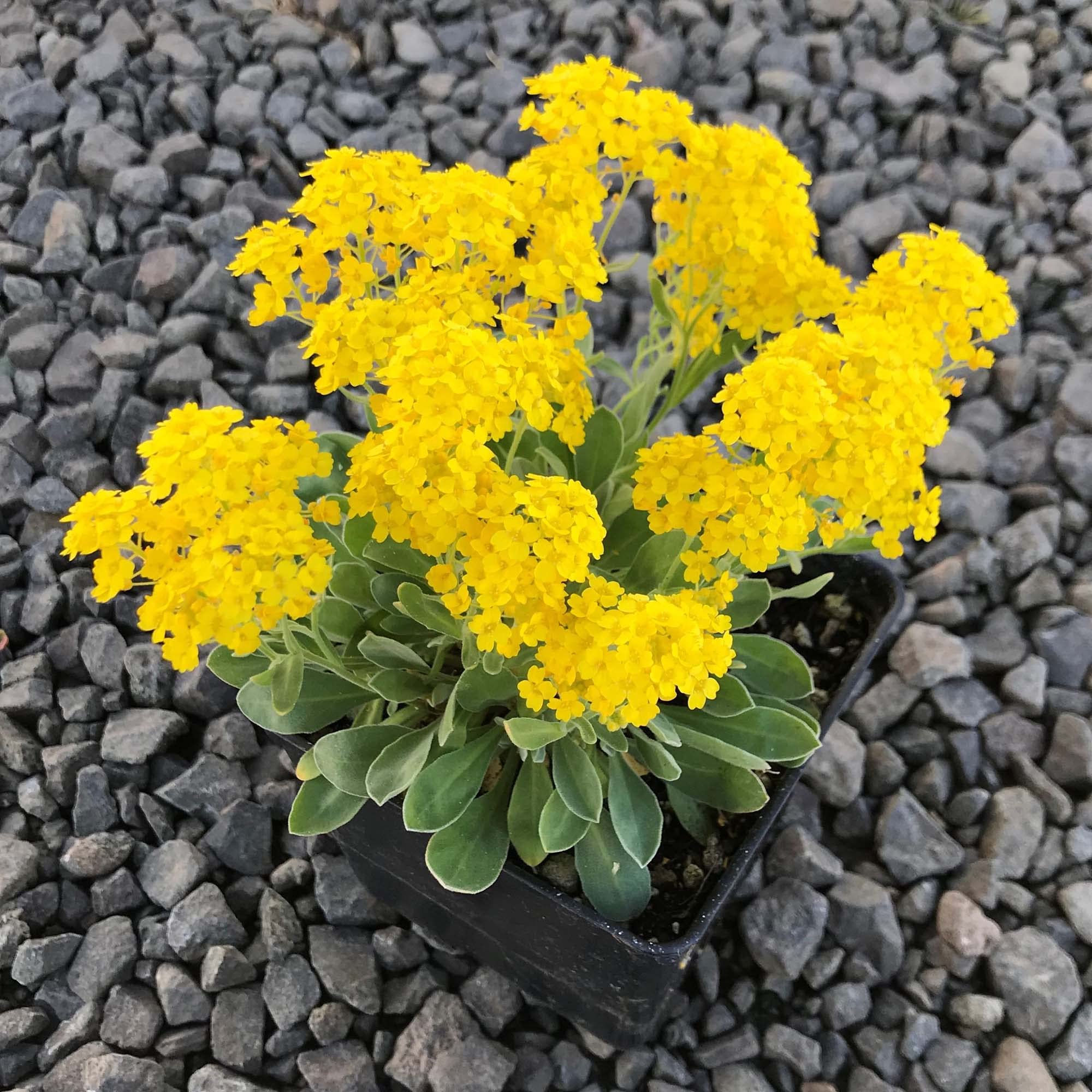 Rock Cress Flower Seeds For Planting - Lemon Yellow Blooms