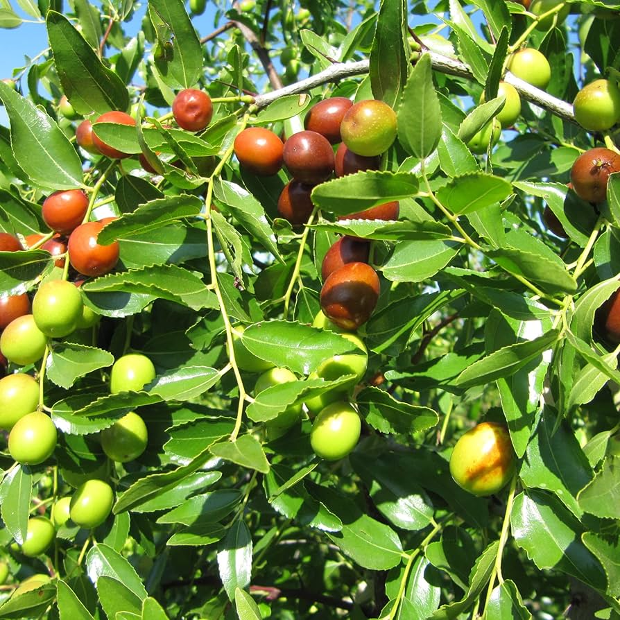 Red Ziziphus Jujube Fruit Seeds Planting Sweet