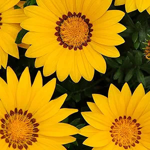 Gazania Yellow seeds for bright garden blooms