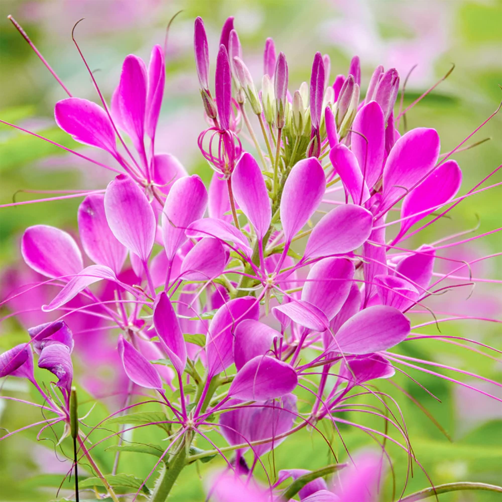 Sticky Spider Flower Cleome viscosa for planting in native garden