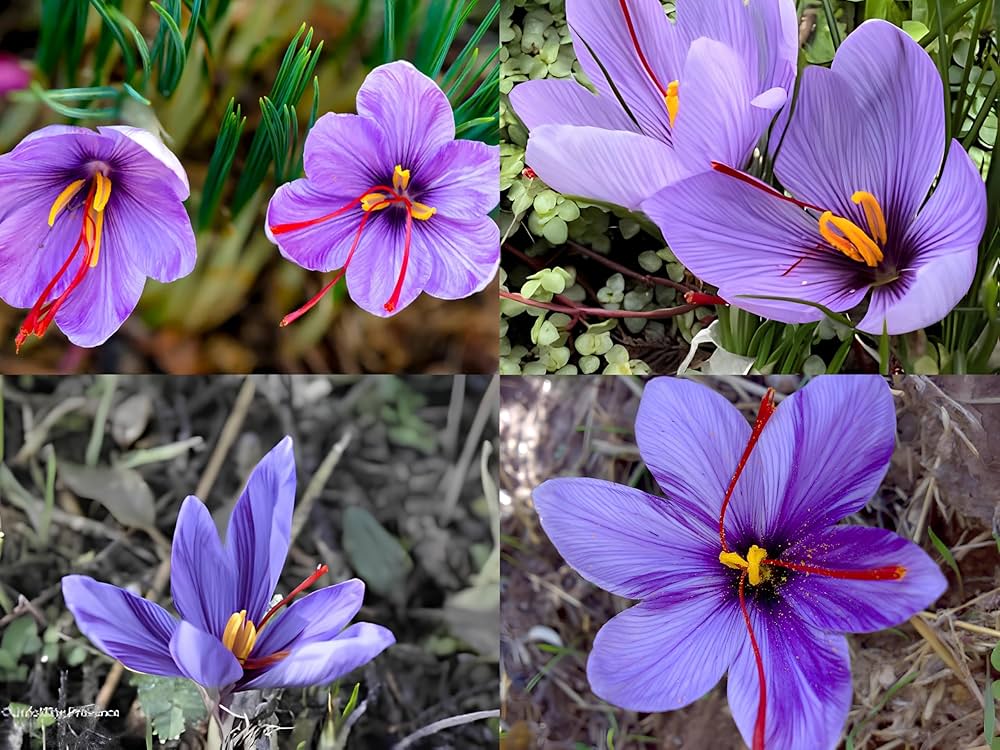 Saffron Flower Seeds Crocus Sativus for gourmet spice harvest