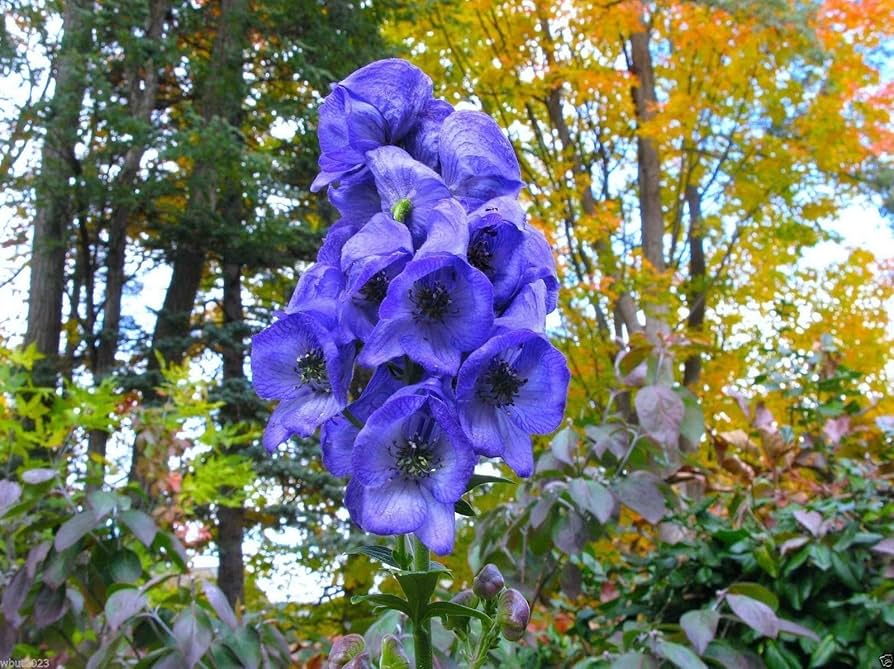 Monkshood Aconitum spp. for planting in garden