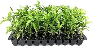 Night Blooming Jasmine Cestrum nocturnum for planting in flower bed