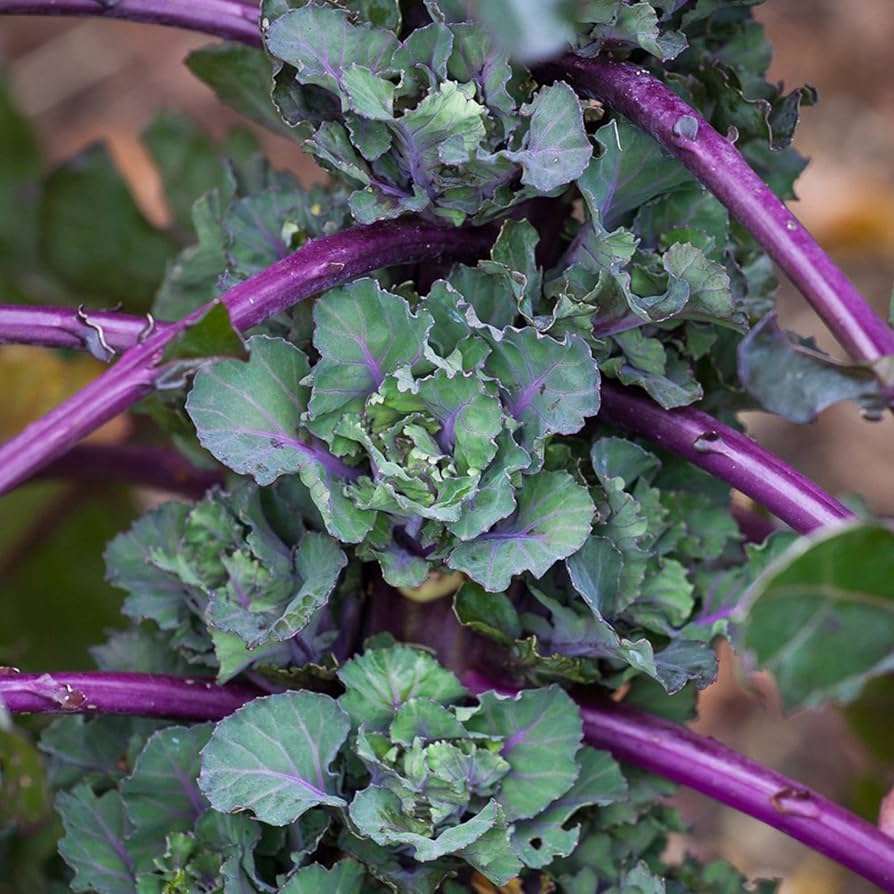 Autumn Star Hybrid Kalettes Brassica oleracea for planting in vegetable patch