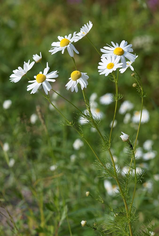 German Chamomile Matricaria chamomilla for planting in herb garden