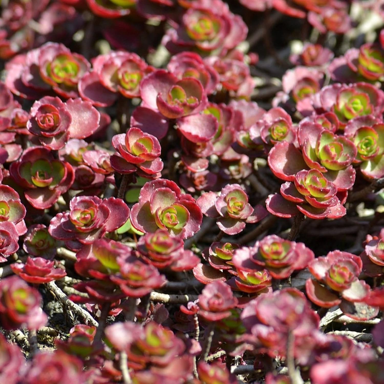 Dragon’s Blood Stonecrop Seeds Sedum Spurium ’Dragon’s Blood’ Ground Cover Perennial Low