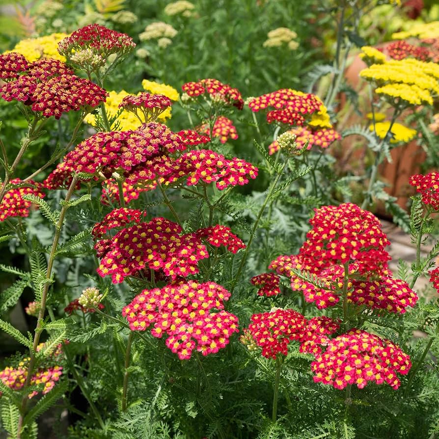 Red Yarrow Achillea millefolium seeds for planting in pollinator garden