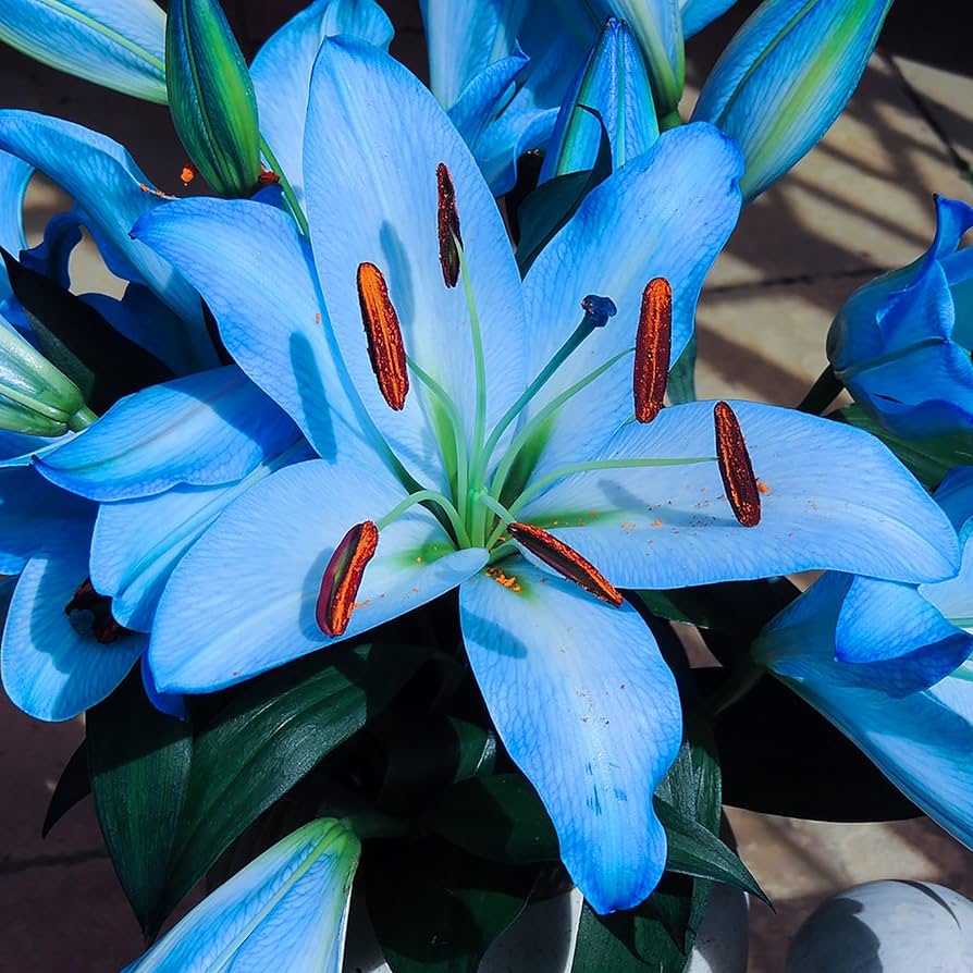 Blue Heart Lily Crinum spp. Seeds for planting in water garden