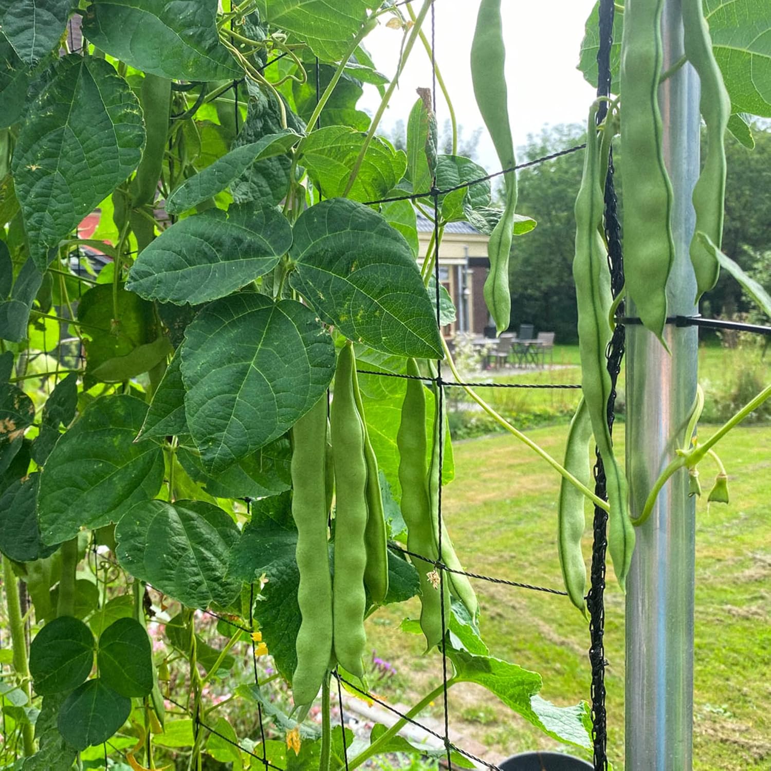 Romano Pole Bean Seeds Italian Tender Texture And Rich Flavor Eaten Fresh Cooked Trellises Poles