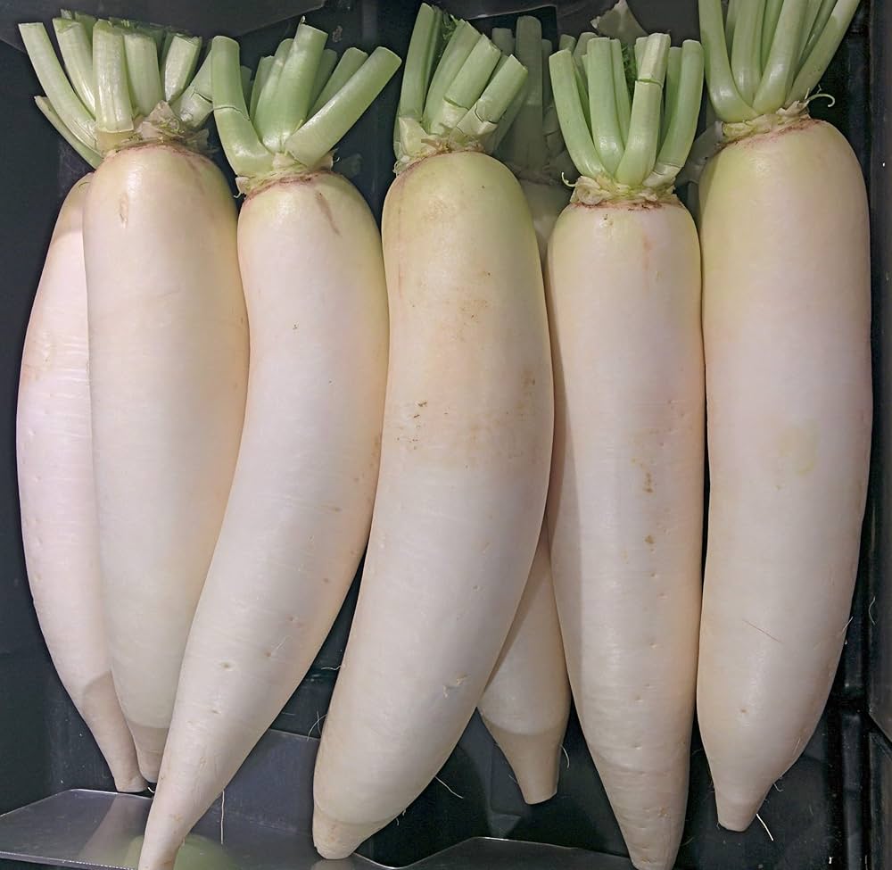 Radish Vegetable Waterline Seeds