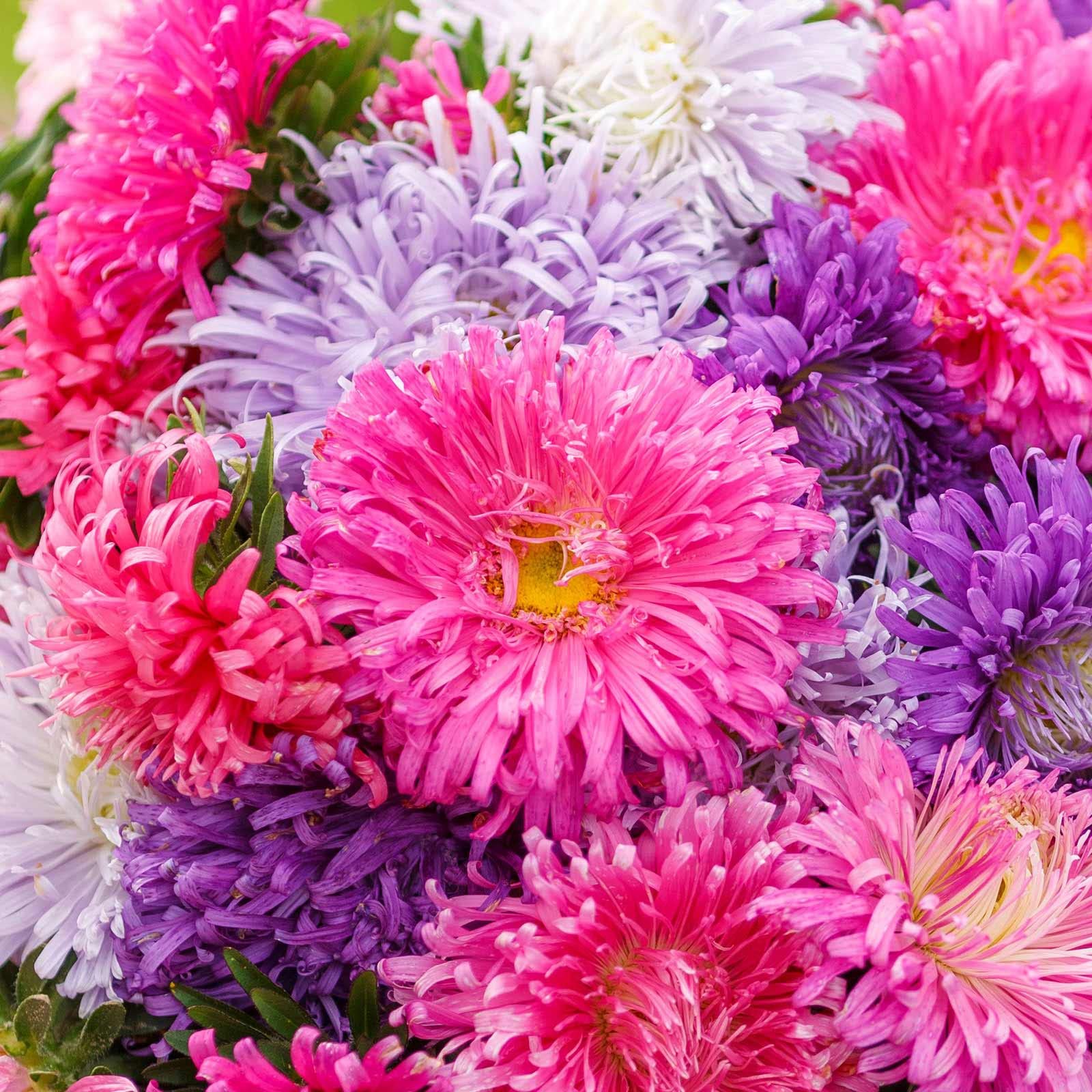 Chinese Aster Callistephus chinensis for planting in flower bed