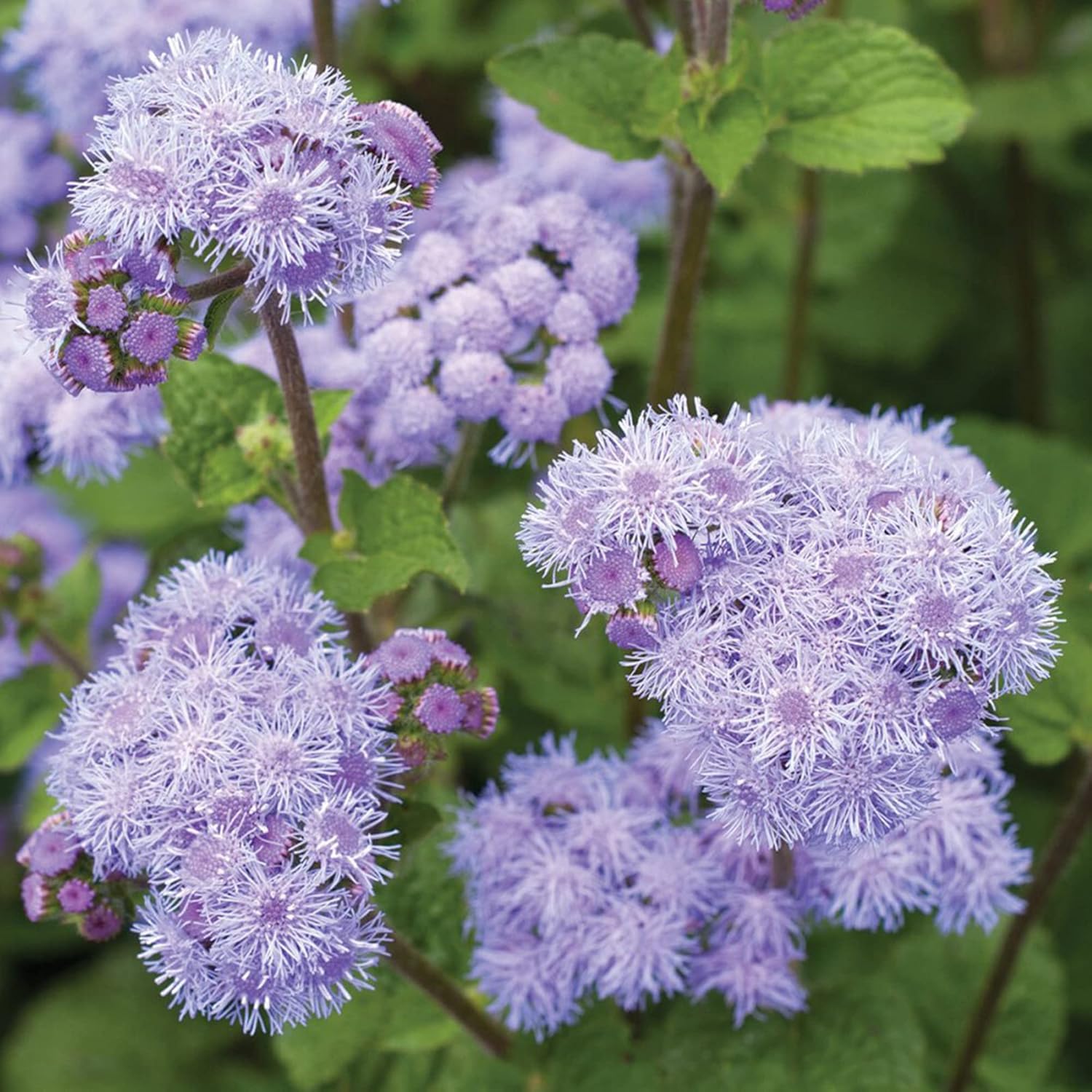 Blue Mistflower Seeds Hardy Ageratum Conoclinium Coelestinum Upright Perennial Attracts Bees