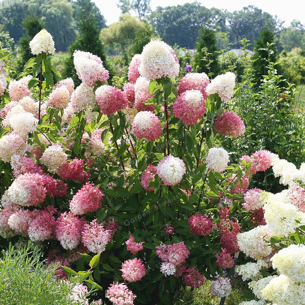 Vanilla Strawberry Hydrangea Hydrangea paniculata for planting in home garden