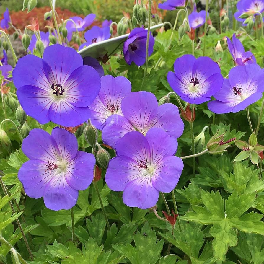 Rare Purple Geranium Pelargonium Seeds