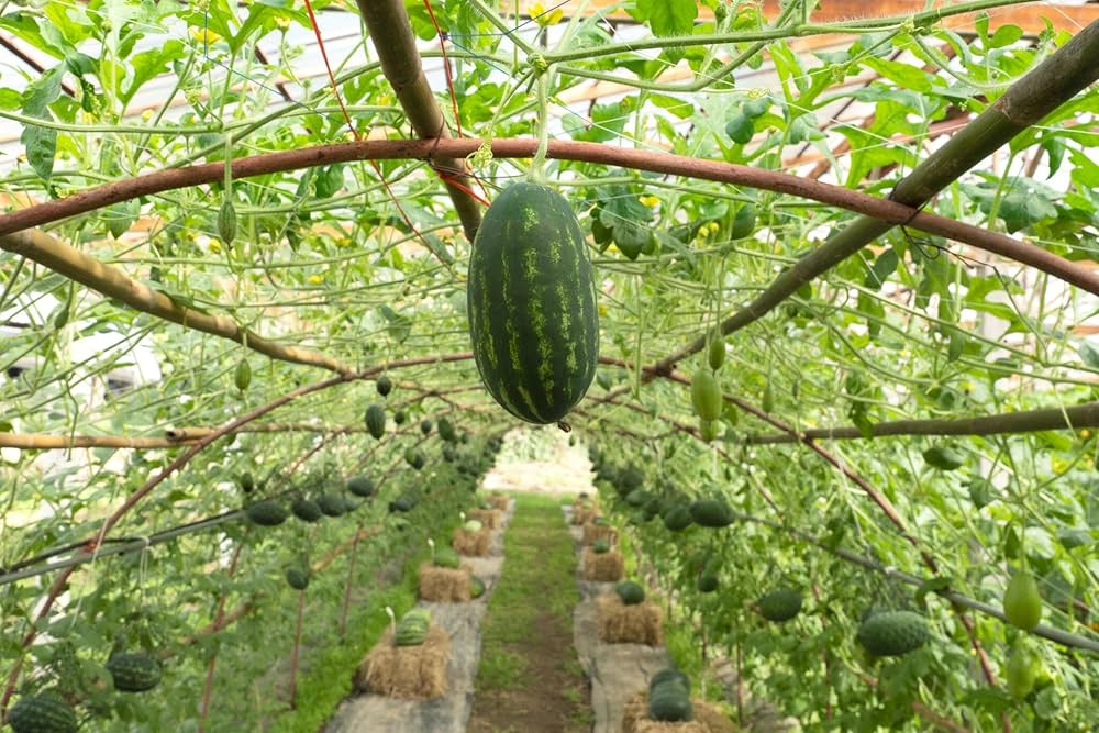 Watermelon Citrullus lanatus for planting in vegetable patch