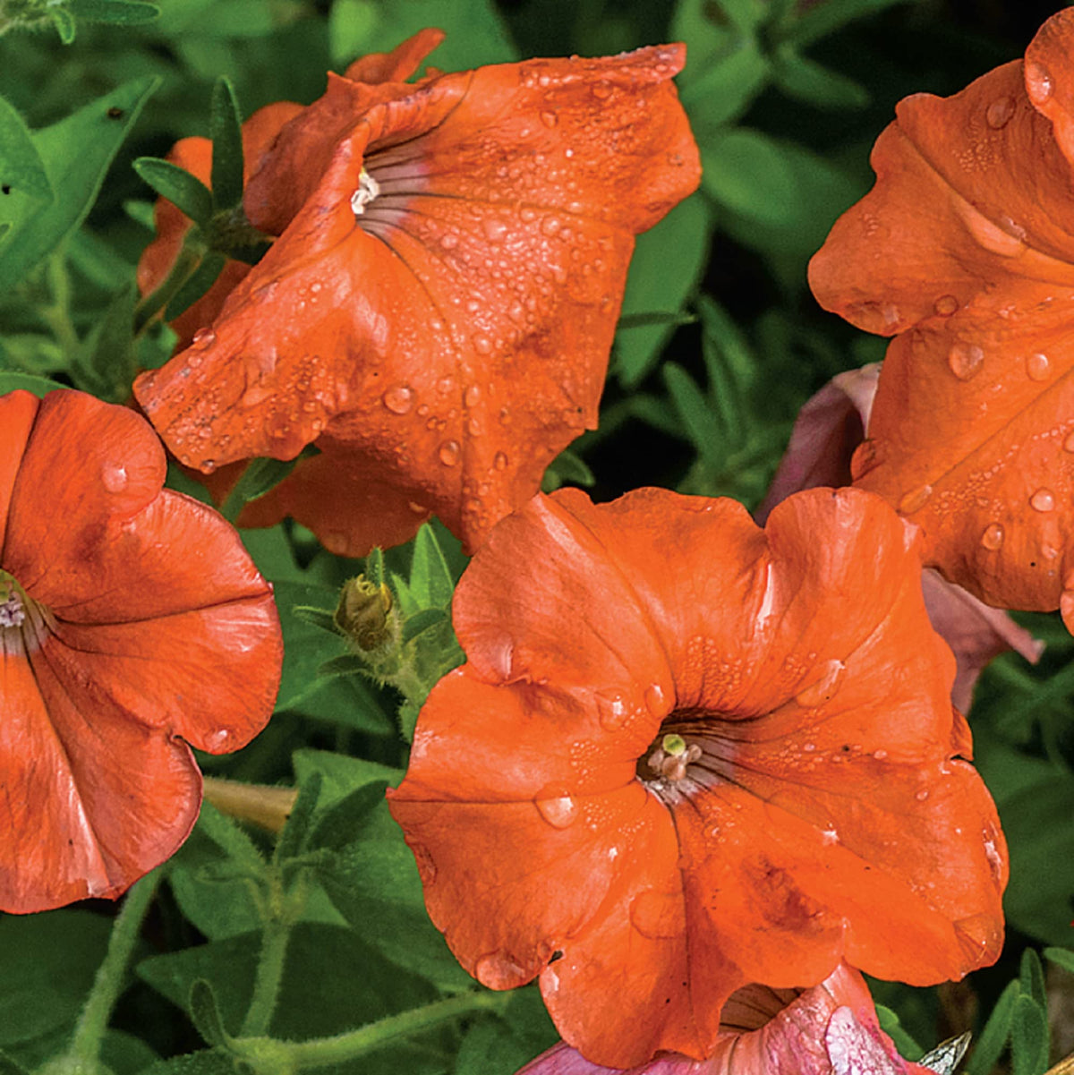 Orange Petunia Flower seeds for Planting Low Maintenance Heirloom & GMO Free Seeds for Home Garden 
 
 Sale for planting in home garden