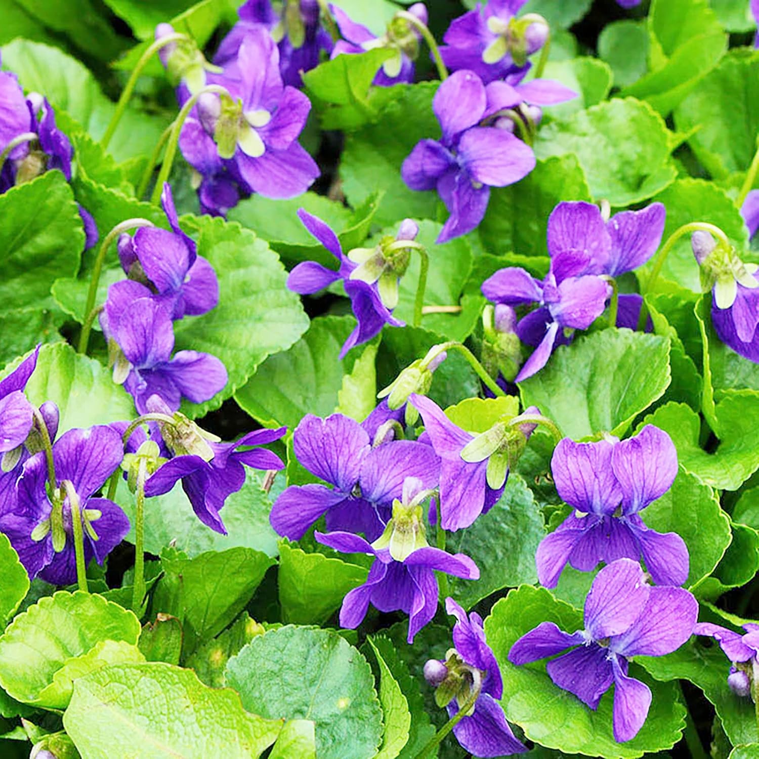 Sweet Violet Seeds Viola Odorata Perennial Fragrant Cut Flowers Deer & Rabbit Resistant Ground