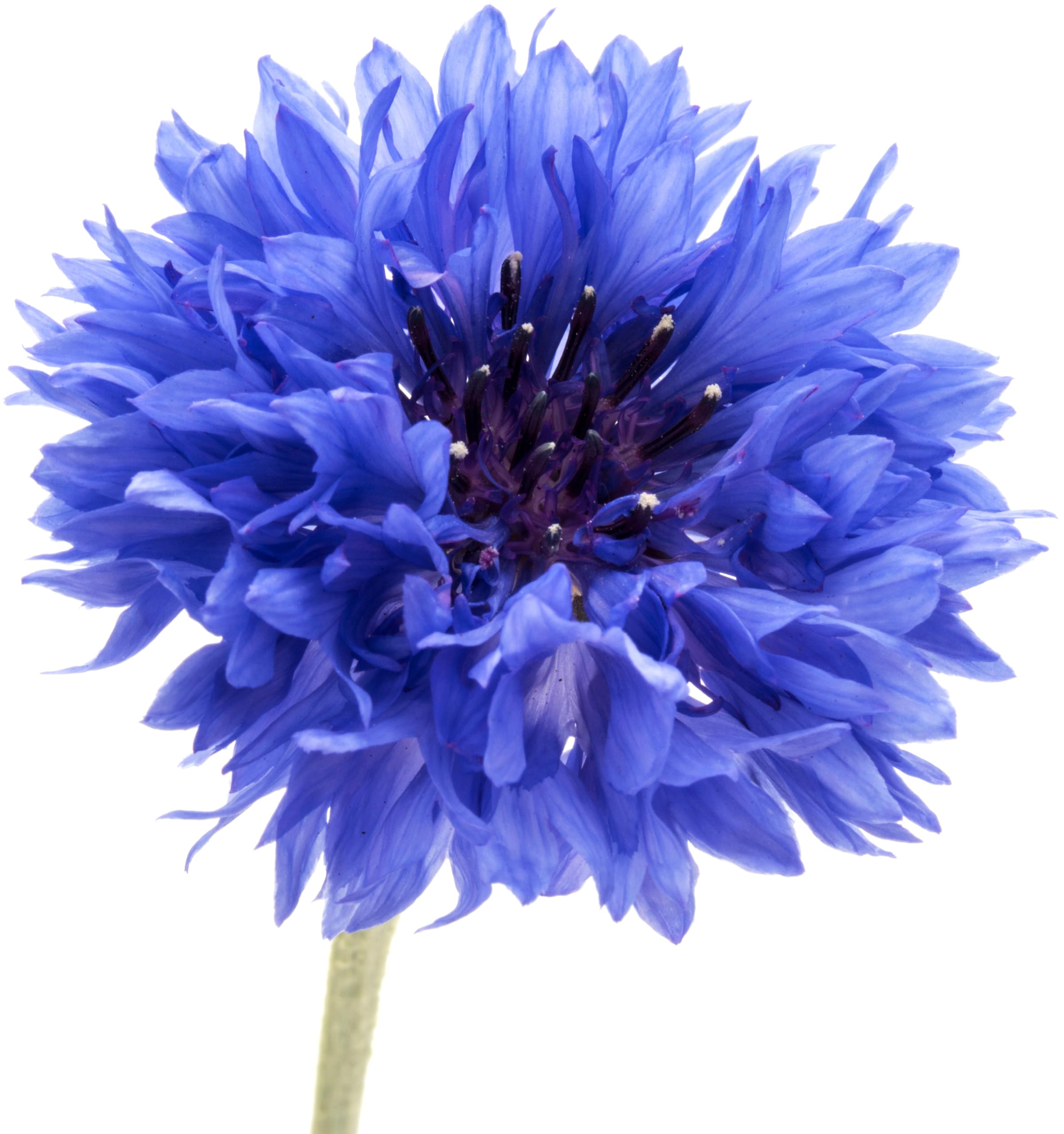 Cornflower Centaurea cyanus Seeds for planting in flower bed