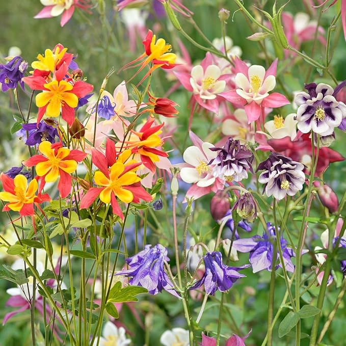 Columbine Aquilegia spp. for planting in flower bed
