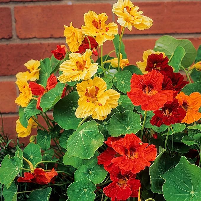 Nasturtium Tropaeolum majus for planting in flower bed