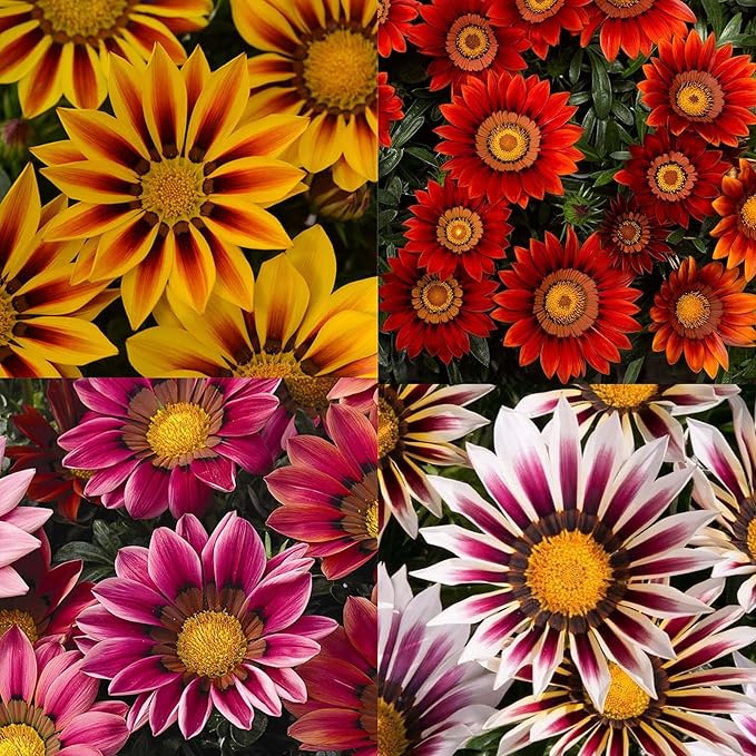 Gazania Gazania spp for planting in flower bed