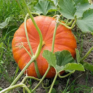 Pumpkin Cucurbita pepo for planting in vegetable patch