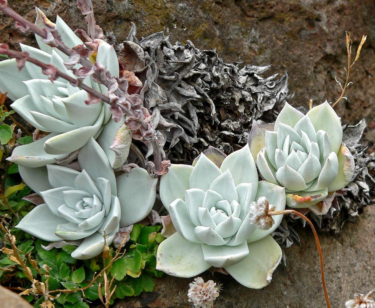 Dudleya Farinosa Seeds For Planting | Succulent Vibrant Gardens Herb