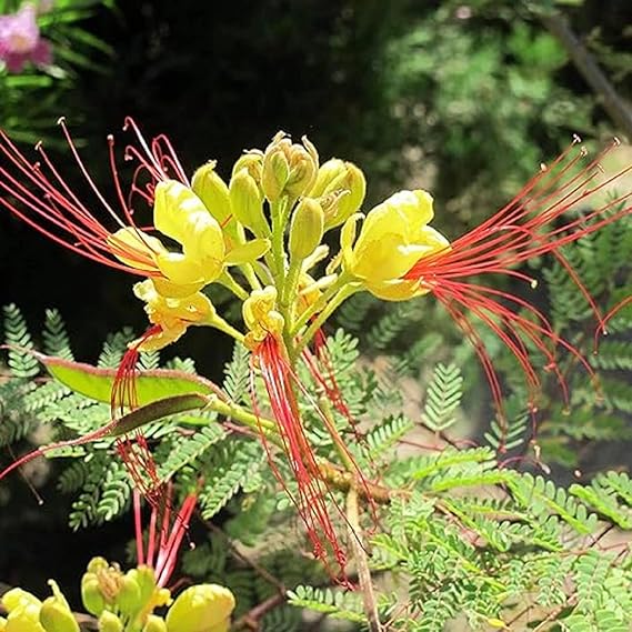 Caesalpinia Gilliesii Seeds For Planting Exotic Blooms Flower