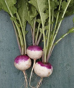 Purple Top White Globe Turnip seeds for nutritious turnips