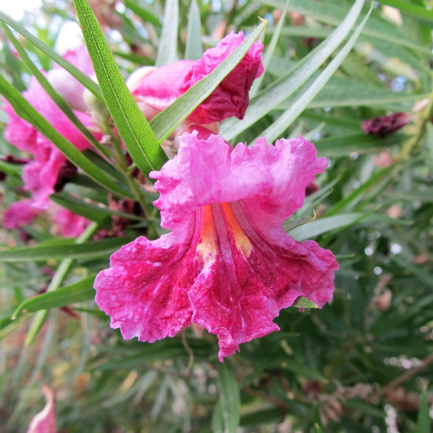 Desert Willow Deciduous Shrub Seeds Chilopsis Linearis Easy To Maintain Non-Gmo Ornamental