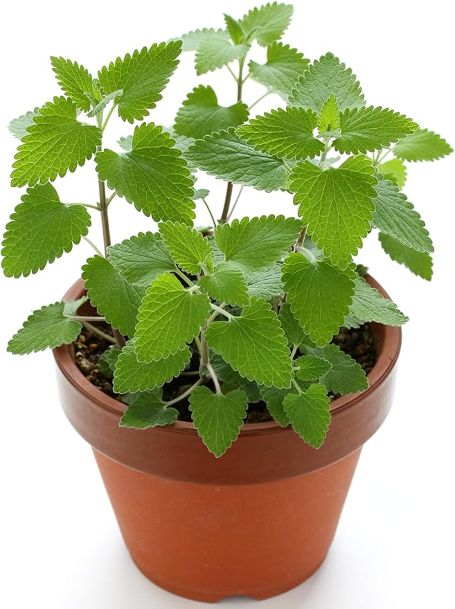 Catnip Plant Nepeta cataria for planting in herb garden