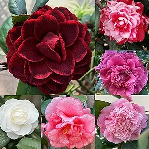 Real Camellia Seeds, Mixed Color for Vibrant Winter Blooms