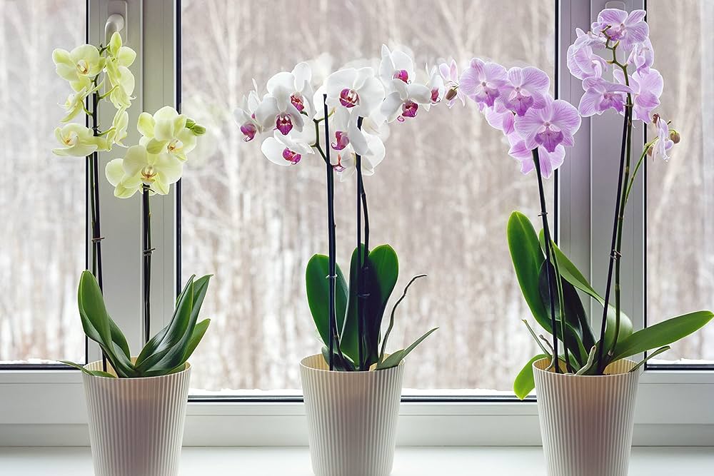Orchid Phalaenopsis spp. for planting in indoor garden