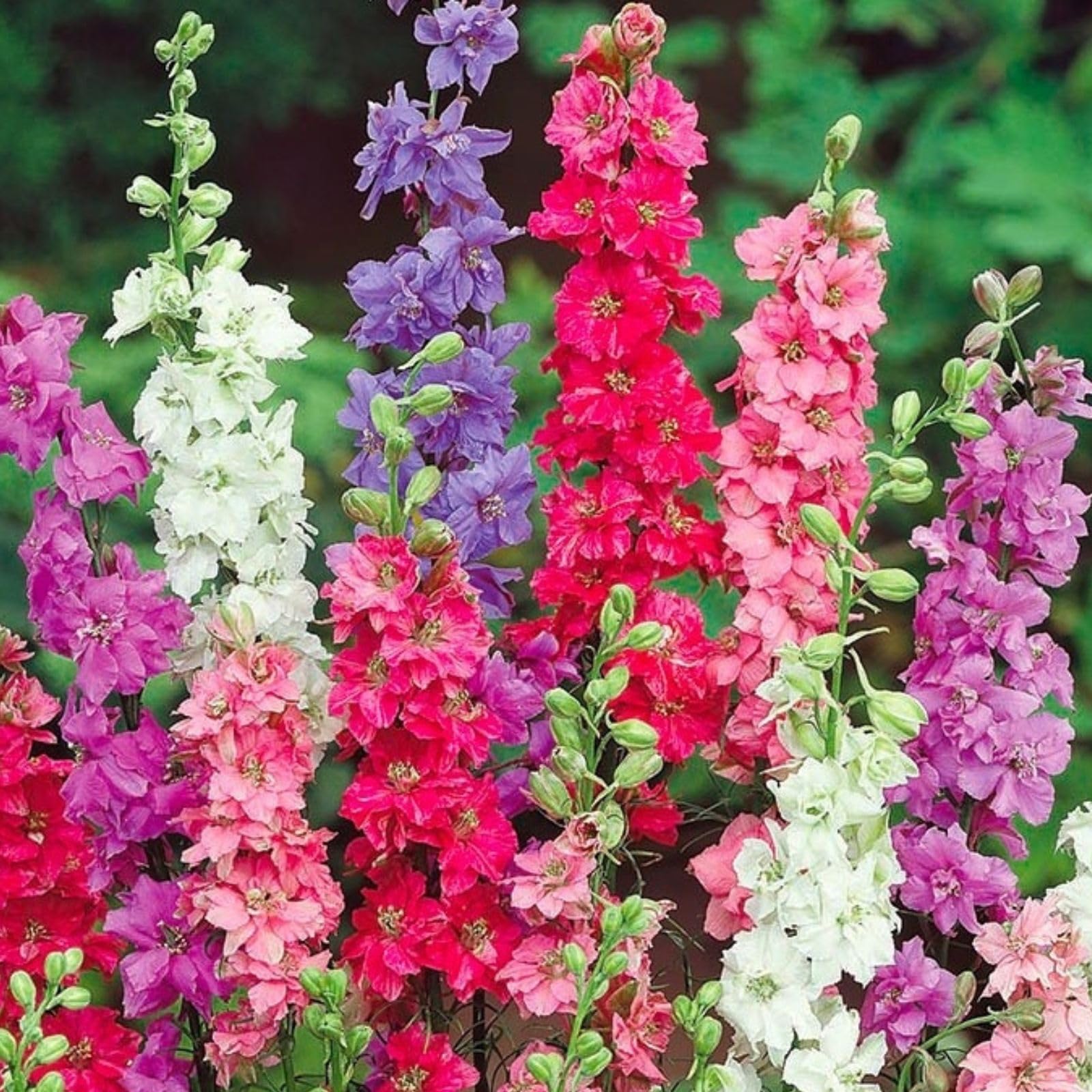 Millennium Delphinium Delphinium elatum seeds for planting in garden borders