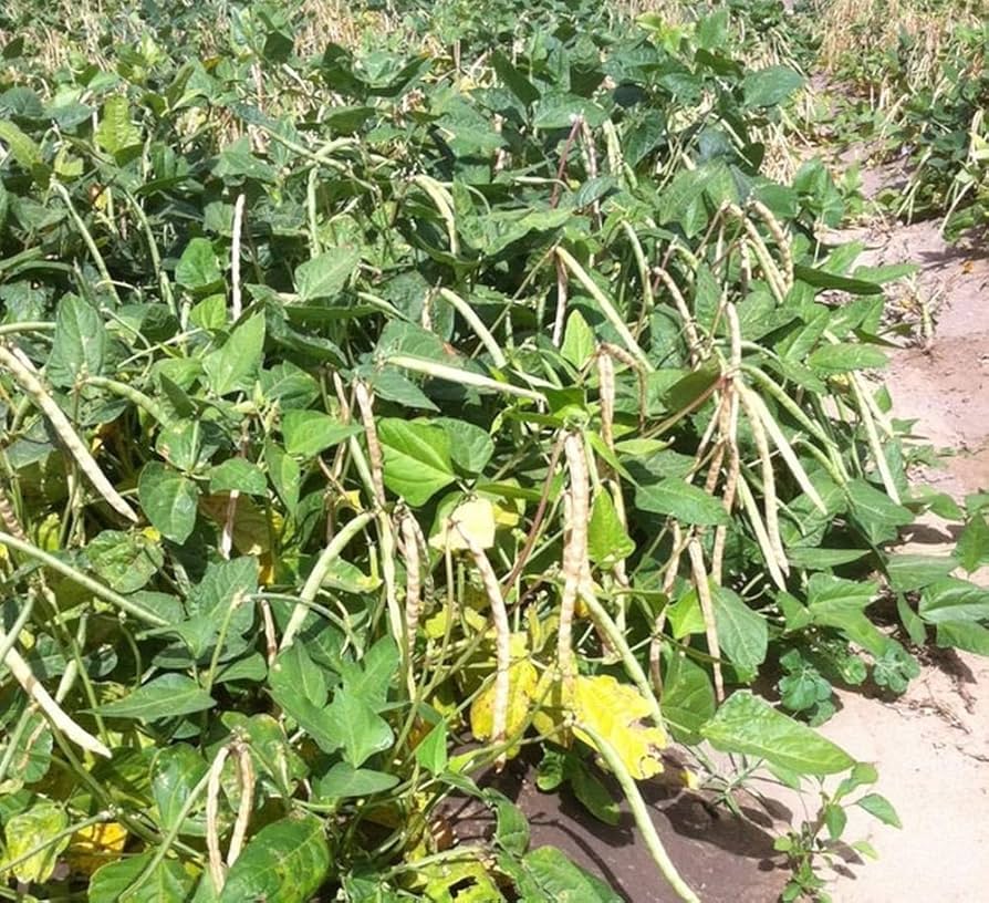 Dixie Lee Cream Crowder Southern Pea Vigna unguiculata for planting in vegetable patch