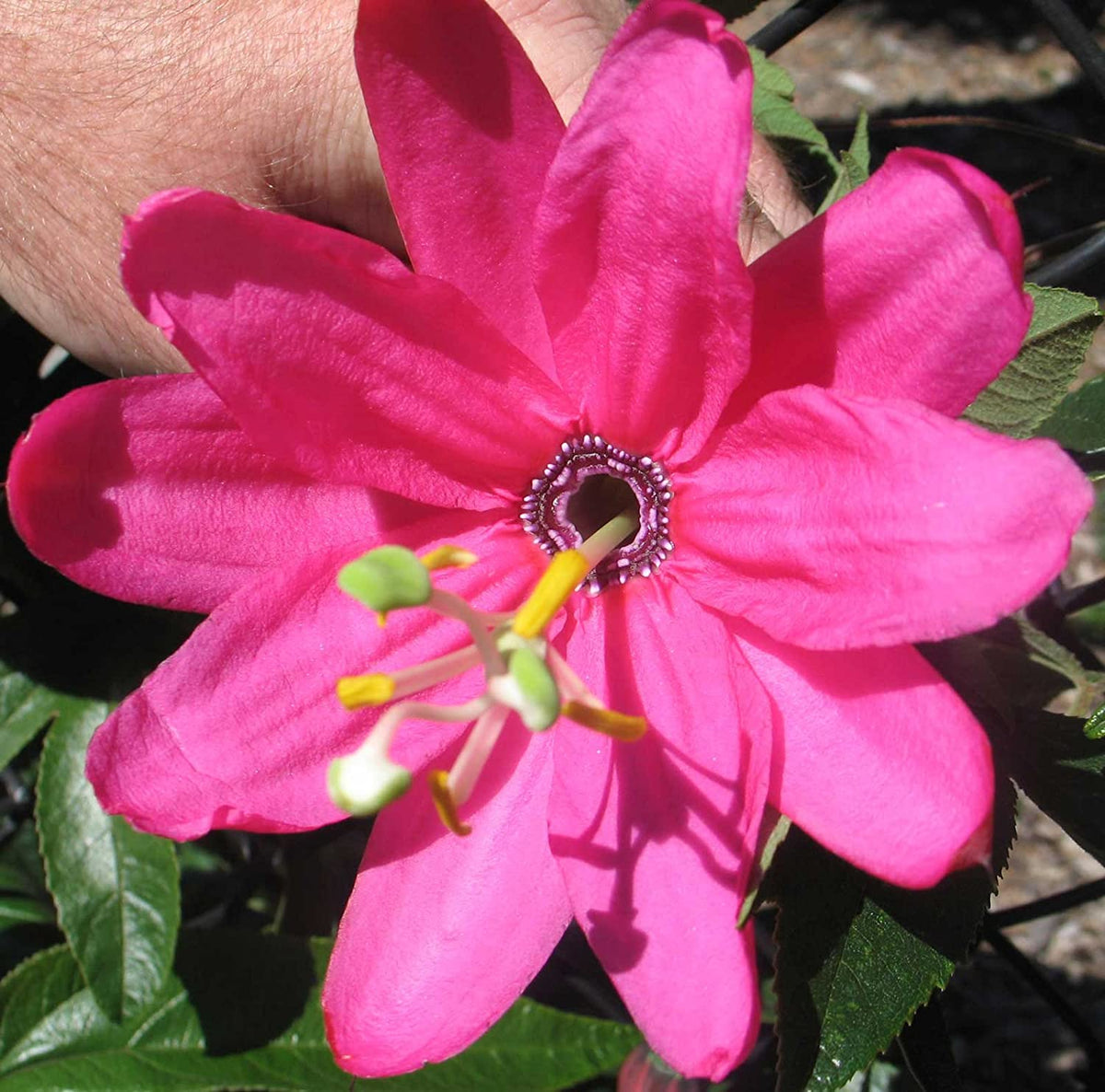 Pink Mollissima Flower seeds for Planting - Premium Quality, Heirloom & GMO Free Seeds for Home Garden
 
 Sale seeds for home garden