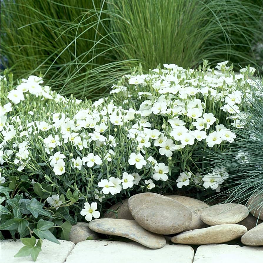 Arenaria Montana ground cover for rock garden