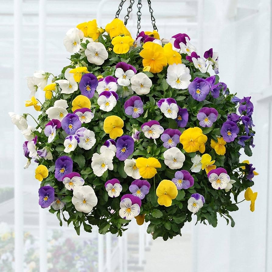 Viola Arvensis Field Pansy Seeds for planting in flower bed