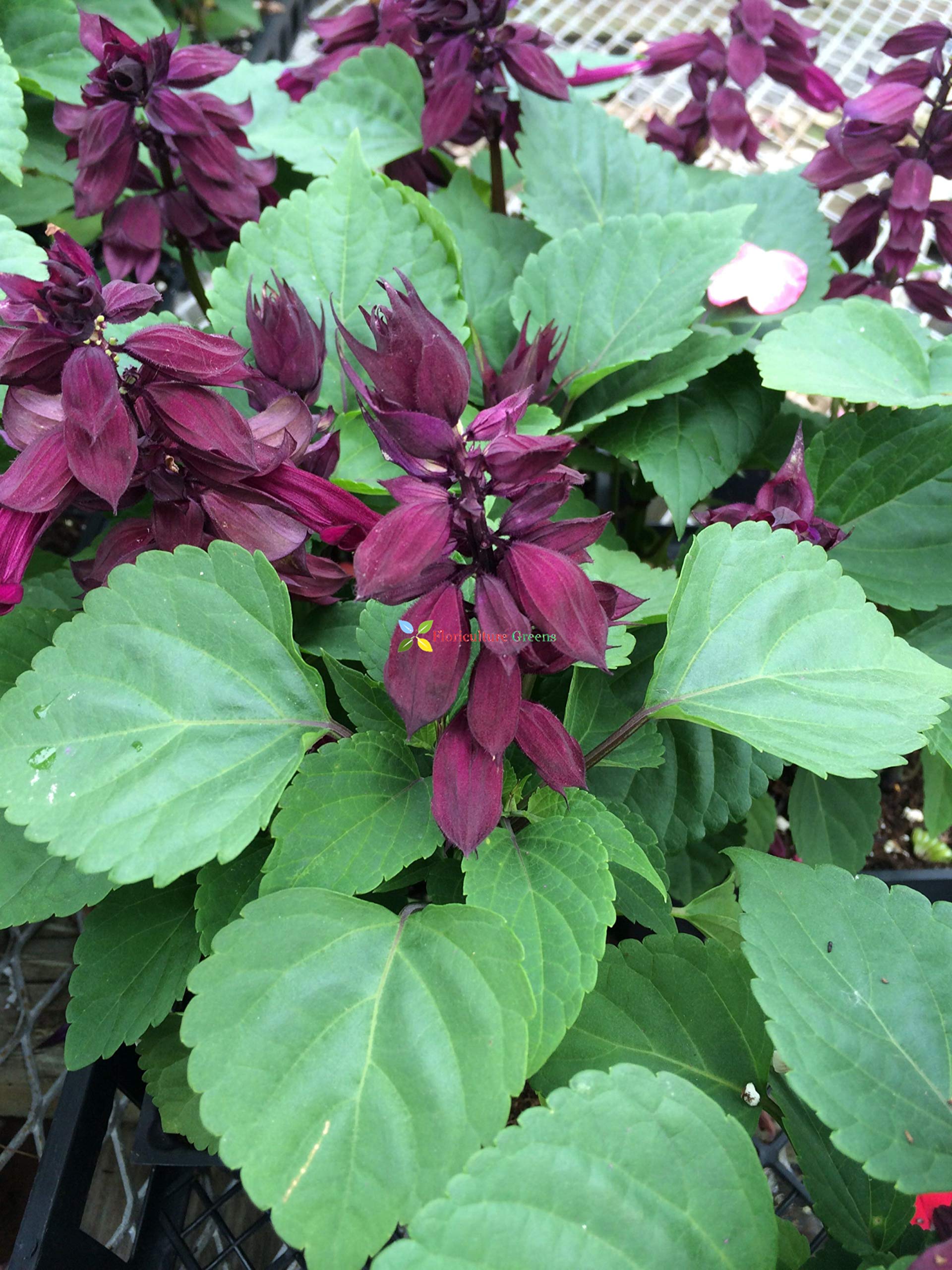 Salvia Splendens Sizzler Burgundy for cottage garden planting