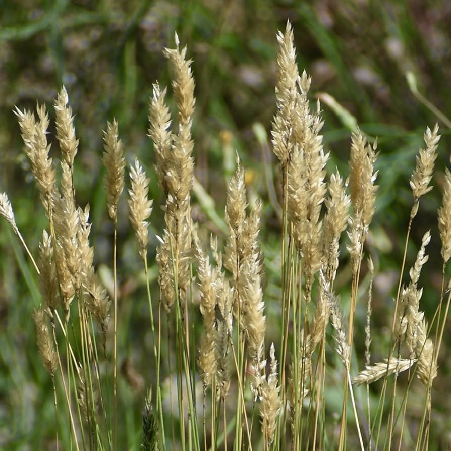 Sweet Vanilla Grass Anthoxanthum nitens for planting in indoor garden