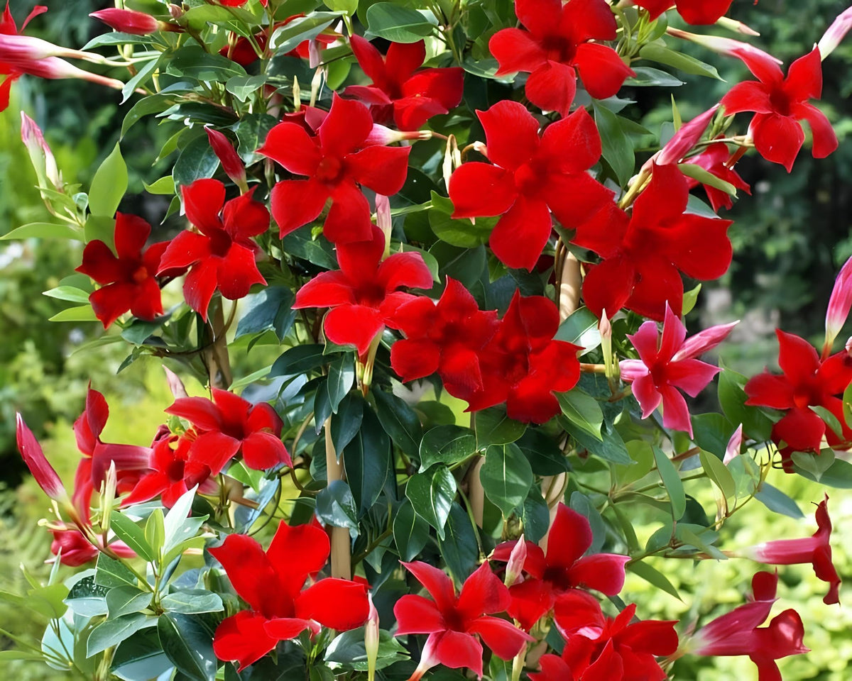 Red (Red Mandevilla) seeds for planting in home garden