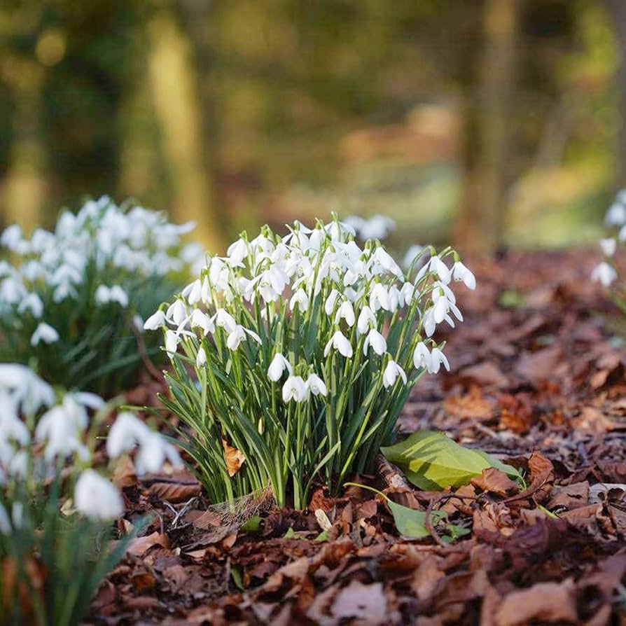 Snowdrop Galanthus nivalis flower seeds for planting