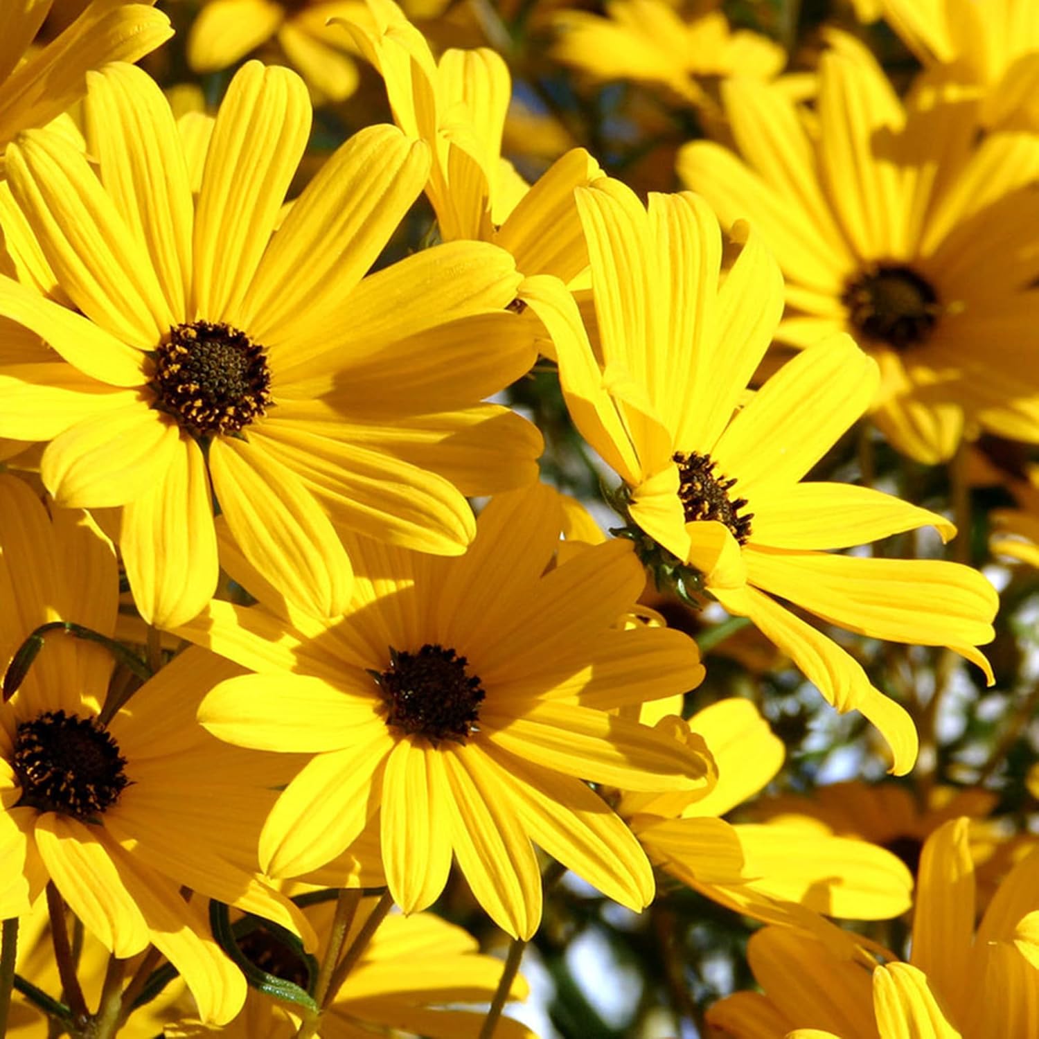 Swamp Sunflower Seeds Helianthus Angustifolius Perennial Attract Pollinators Cut Flower